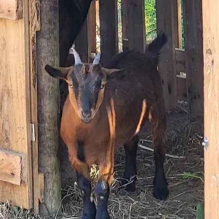 Casa De Santo Amaro * Carrazedo (Aveiro)