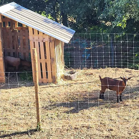 Дом отдыха Casa De Santo Amaro Carrazedo (Aveiro)